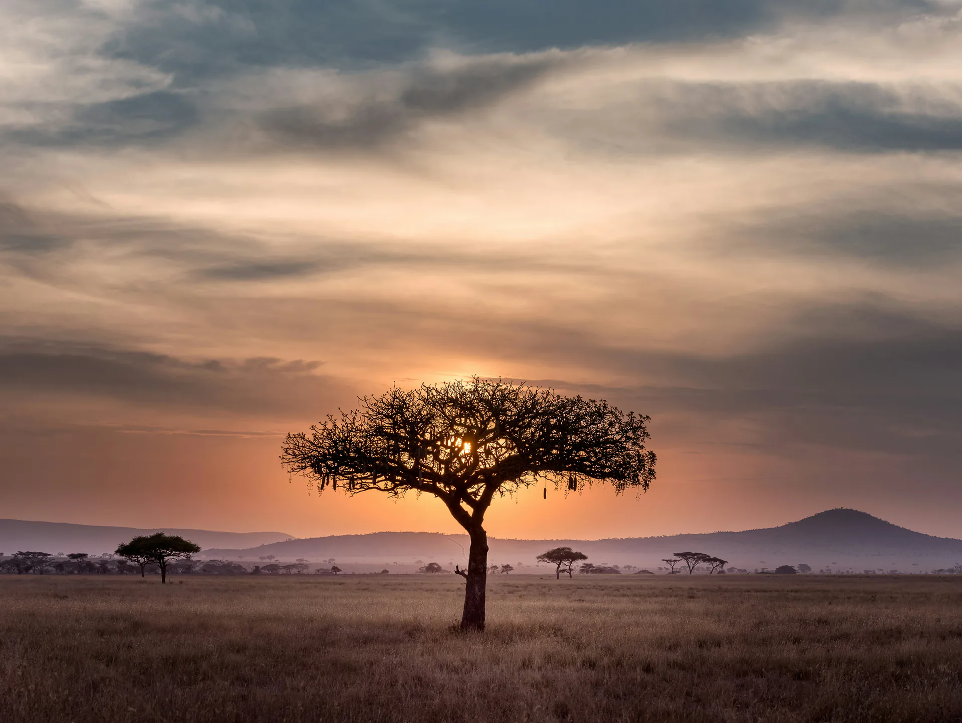 Safari